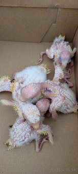 Austrália odcervenie S76 - 5