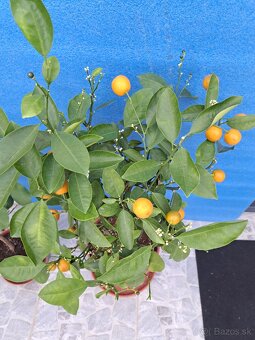 Citrus calamondin Citrus Mitis - 5