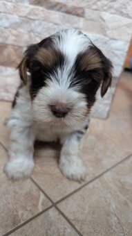 Yorkshire terrier - 5