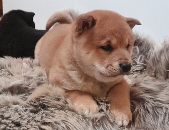 Shiba inu - 5