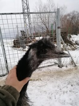 Pštros emu hnedý - 5