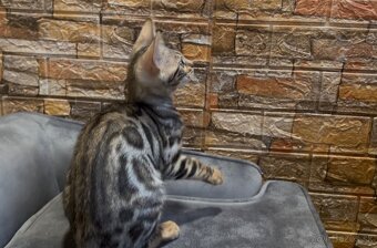Bengálske mačiatka, bengalska mačka s Rodokmeňom - 5