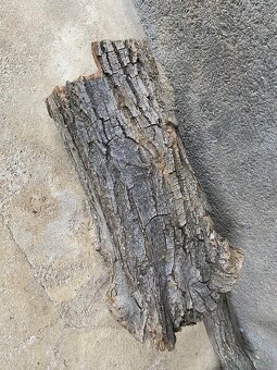 Orechové kmene, guľatina - 5