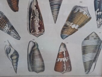 Predám starý obraz Farebná litografia Škeble a lastury 24 € - 5