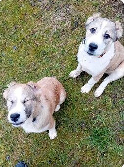 Stredoázijský ovčiak -šteniatka - 5