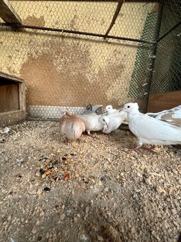 Predám hrdličky - 5