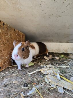 Morské prasiatko - 5