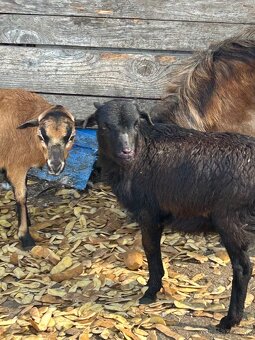 jahniatka kamerunskej ovce - 5