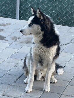 Sibírsky husky - 5