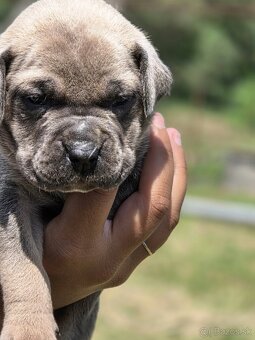 Cane corso šteniatka - 5