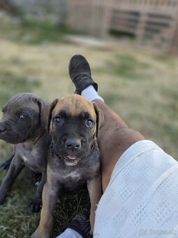 Cane corso šteniatka - 5