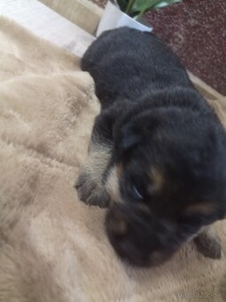 nemecky ovčiak šteniatka - 5