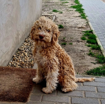 Lagotto Romagnolo steniatko s PP papiermi - 5