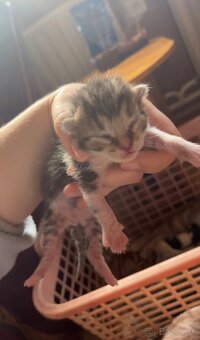 Darujem mačiatko, 1 kocúrik a 2 mačičky - 5