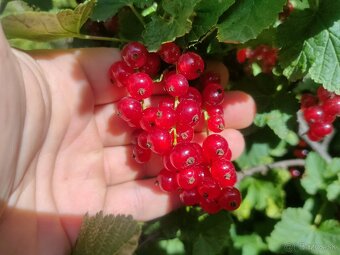 Čučoriedky, zemolez, muchovníky, maliny, moruše, černice - 5