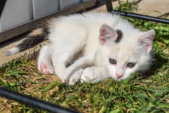 Darujem mačiatka do dobrých rúk 🐾 - 5