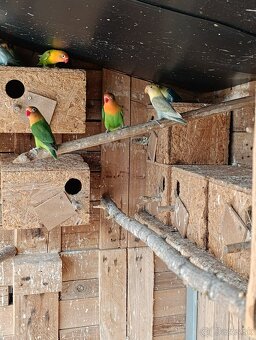Rozela, agapornis,spevavý, andulky - 5
