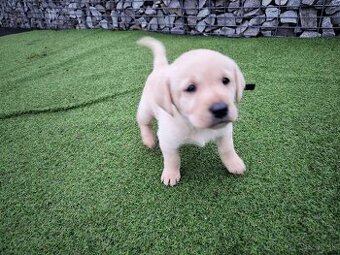 Labradorsky retriver - 5