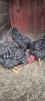 Predám kohútiky liahnute 07/2025 - 5