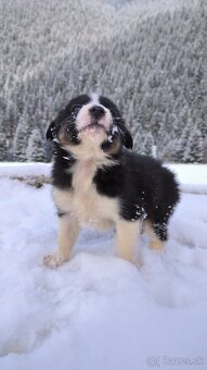 borderkolia - bicolor - tricolor - 5