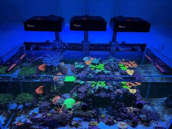 Morské akvárium Blau Set Gran Cubic Super Reef 122 - 5