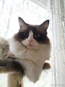 Ragdoll mačiatka - 5