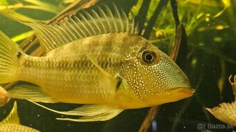 Geophagus - 5