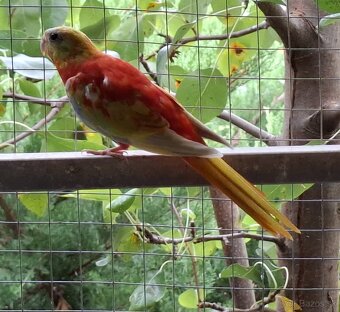 Neoféma tyrkysová zlatožltý opalín - 5