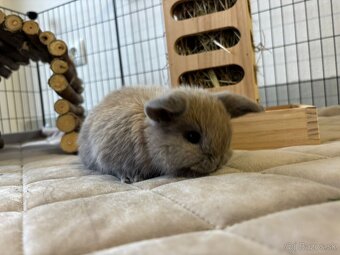 Ponúkame na predaj minilop zajačikov, králičkov, zajacov - 5