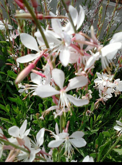 Gaura vysoká aj nízka - 5