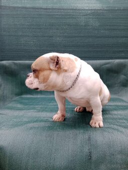 American bully - 5
