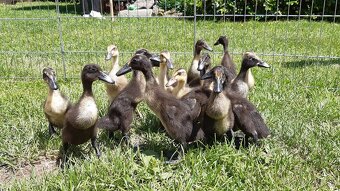 Indicky bežec, Indicke bežce - 5