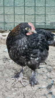Marans medenokrke cierne a modre - 5
