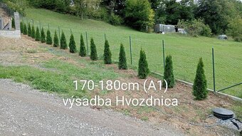 Tuja Smaragd, vavrínovec, červienka, gaštan - Poprad - 5