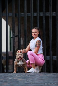 American bully - 5
