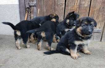Predám - nemecký ovčiak šteniatka - 5