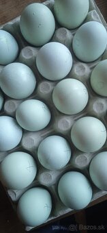 Predám nasadové vajíčka araucana - 5