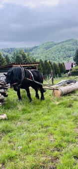 Kon žrebiec 6 rokow - 5