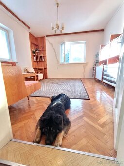 Mladý Chodský pes REZERVOVANÉ - 5