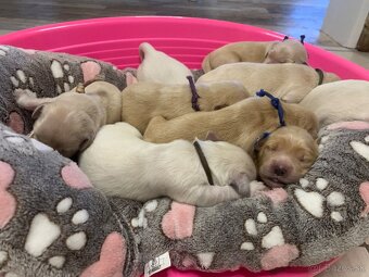 Golden retriever - 5