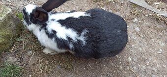 Predám králiky 3,5 mesačne - 5