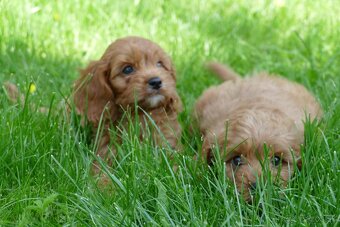 Cavapoo - 5