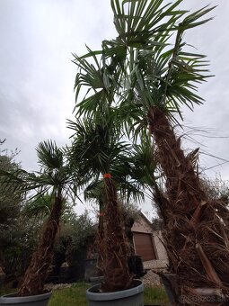 🌴💥Palmy na predaj‼️‼️‼️ - 5