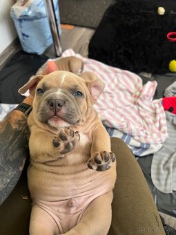 American Bully pocket - 5