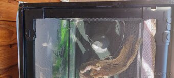 Terarium - 5