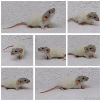 Potkan Potkany Potkaniky - 5