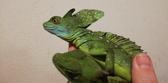 leguán , agama, chameleón , geókon - 5