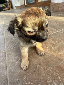 Mini čivava šteniatka - 5