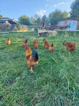 Hempšírka -násadové vajcia - 5