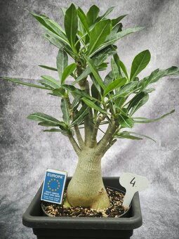 Púštna ruža - Adenium obesum bonsaj - 5